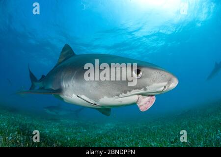 Tigerhai (Galeocerdo cuvier)mit verletzten Kiefer, Nord-Bahamas, Karibik, Atlantik Stockfoto