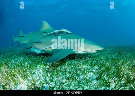 Zitronenhai (Negaprion brevirostris) mit begleitenden Remoras, Nord-Bahamas, Karibik, Atlantik Stockfoto