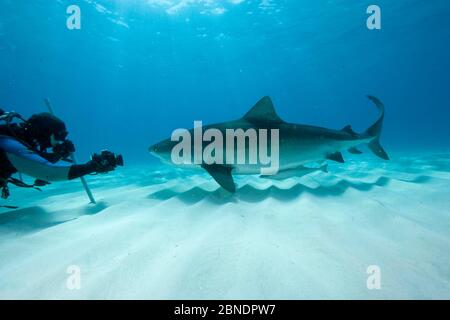 Taucher, die Fotos von Tigerhai (Galeocerdo cuvier) Nord-Bahamas, Karibik, Atlantik machen. März 2009. Stockfoto