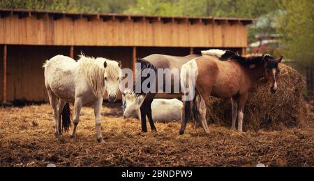 Braune junge Pferdeherde in der Korralfarm, Herbstfoto Stockfoto