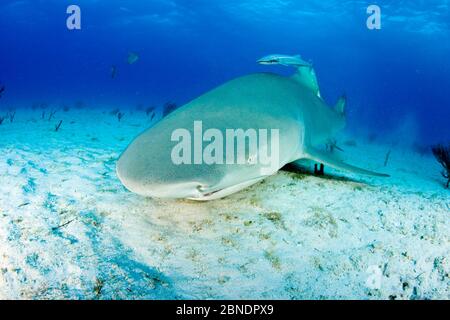 Zitronenhai (Negaprion brevirostris) mit begleitenden Remoras, Nord-Bahamas, Karibik, Atlantik Stockfoto