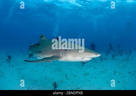 Zitronenhai (Negaprion brevirostris) mit begleitenden Remoras von Tauchern, Nord-Bahamas, Karibik, Atlantik beobachtet. März 2009. Stockfoto