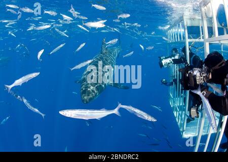 Taucher fotografiert den großen weißen Hai (Carcharodon carcharias) aus dem Käfig. Guadalupe Island, Mexiko, Pazifischer Ozean. September 2011. Stockfoto