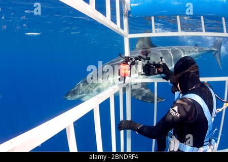 Taucher fotografiert den großen weißen Hai (Carcharodon carcharias) aus dem Käfig. Guadalupe Island, Mexiko, Pazifischer Ozean. September 2011. Stockfoto