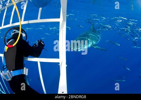 Taucher fotografiert den großen weißen Hai (Carcharodon carcharias) aus dem Käfig. Guadalupe Island, Mexiko, Pazifischer Ozean. September 2011. Stockfoto