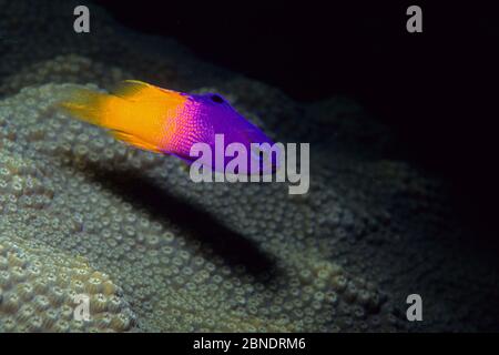 Royal Gramma Basslet (Gramma loreto) Isla de la Juventud, Kuba, Karibik, Atlantik Stockfoto