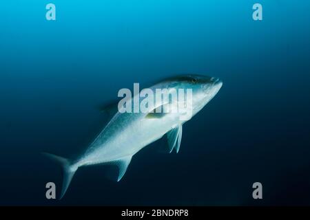 Almaco Jack (Seriola rivoliana) Cocos Island National Park, Costa Rica, Ostpazifischer Ozean Stockfoto