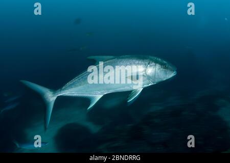 Almaco Jack (Seriola rivoliana) Cocos Island National Park, Costa Rica, Ostpazifischer Ozean Stockfoto