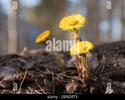 Coltsfoot Blumen wachsen auf Haufen Erde im Frühjahr Stockfoto