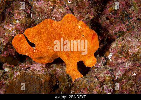 Riesenanglerfisch (Antennarius commersoni) Cocos Island National Park, Costa Rica, Ostpazifischer Ozean Stockfoto