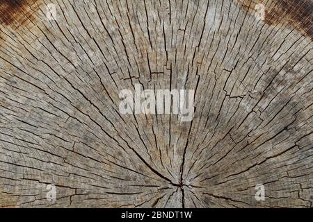 Nahaufnahme einer Baumscheibe mit Jahresringen und Rissen Stockfoto