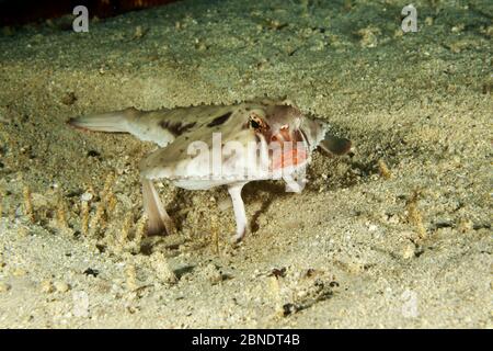 Rotlippenbatfish (Ogcocephalus porrectus) am Meeresboden, Cocos Island National Park, Costa Rica, Ostpazifik Stockfoto