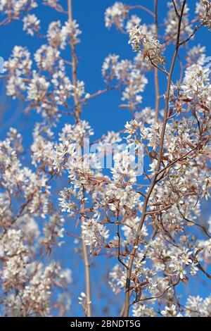 Bloosoms der Felsenbirne, Amelanchier lamarckii, in einer Nahaufnahme Stockfoto