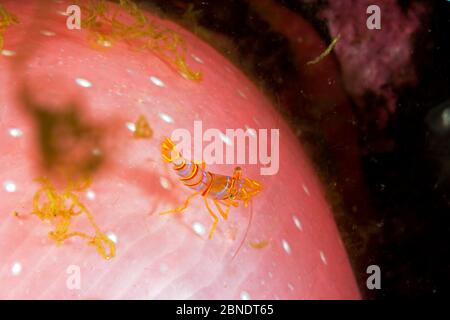 Clown Shrimp (Lebbeus grandimanus) auf Crimson anemone (Cribrinopsis fernaldi) British Columbia, Kanada, Pazifischer Ozean Stockfoto