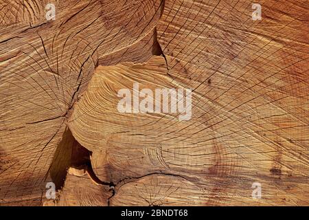 Nahaufnahme einer Baumscheibe mit Jahresringen und Rissen Stockfoto