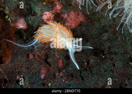 Opaleszierende Nacktschnecken (Hermissenda crassicornis) Vancouver Island, British Columbia, Kanada, Pazifischer Ozean Stockfoto