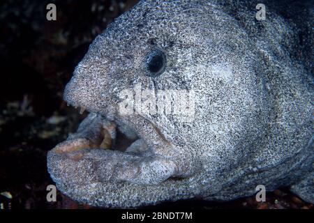 Wolfsaal (Anarrhichthys ocellatus) Vancouver Island, British Columbia, Kanada, Pazifischer Ozean Stockfoto