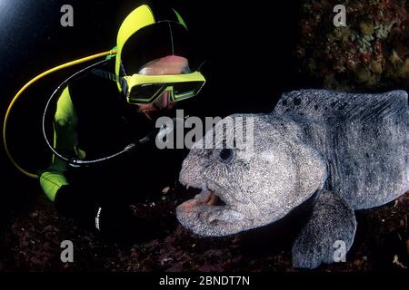 Taucher und Wolfsaal (Anarrhichthys ocellatus) Vancouver Island, British Columbia, Kanada, Pazifischer Ozean Stockfoto