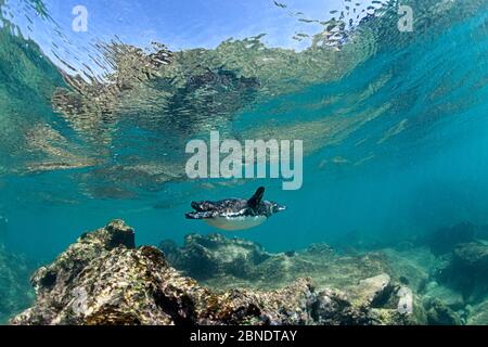 Galapagos-Pinguin (Spheniscus mendiculus) unter Wasser, Bartholome Island, Galapagos Islands, East Pacific Ocean Stockfoto