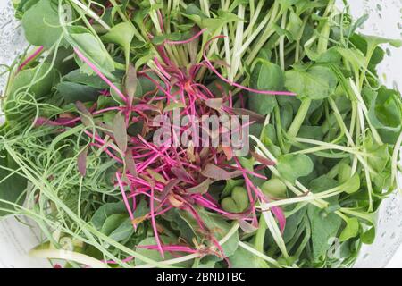 Nahaufnahme der Mikrogreens in der Schachtel: Sonnenblume, Amaranth etc. Stockfoto