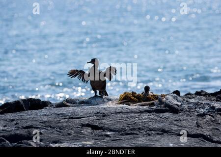 Flugunless cormorant (Phalacrocorax harrisi) Punta Espinosa, Fernandina Island, Galapagos Inseln, East Pacific Ocean Stockfoto