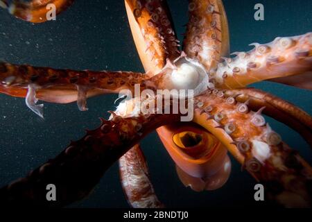 Schnabel und Tentakeln von Humboldt-Tintenfisch (Dosidicus gigas) in der Nacht vor Loreto, Meer von Cortez, Baja California, Mexiko, Ostpazifik. Stockfoto