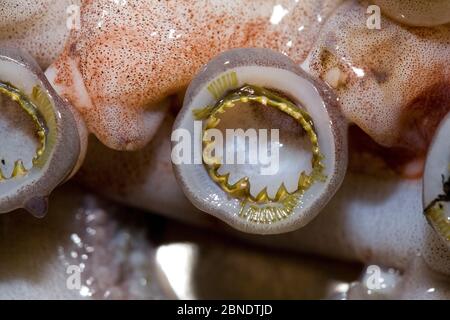 Gezahnte Sauger auf Tentakeln von Humboldt-Tintenfisch (Dosidicus gigas) Santa Rosalia, Meer von Cortez, Baja California, Mexiko, Ostpazifischer Ozean. Stockfoto
