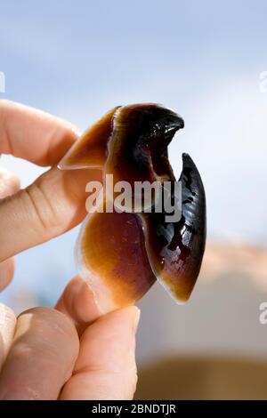Humboldt-Tintenfisch (Dosidicus gigas) Schnabel in menschlicher Hand gehalten, Santa Rosalia, Meer von Cortez, Baja California, Mexiko, Ostpazifik. Stockfoto