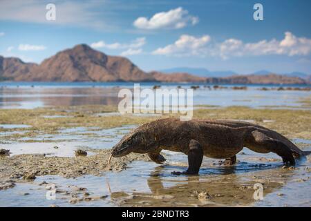 Komodo-Drache (Varanus komodoensis) Wandern mit Zunge am Strand, auf den Inseln Komodo, Indonesien gefunden. Gefährdete Arten. Stockfoto