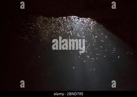 Brasilianische / mexikanische Freischwanzfledermäuse (Tadarida brasiliensis) fliegen herum in Frio bat Höhle kurz vor der Entstehung in den frühen Abendlicht, Concan, Te Stockfoto