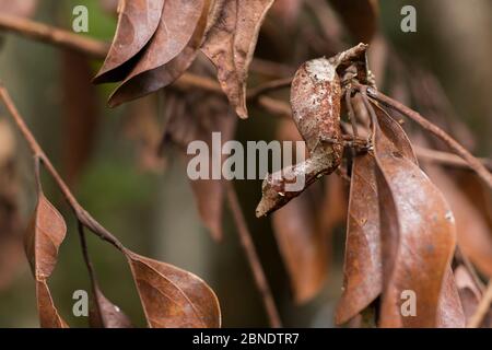 Satanischer Blattschilfgecko (Uroplatus phantasticus) auf Zweig, Andasibe-Mantadia Nationalpark, Alaotra-Mangoro Region, Madagaskar. Stockfoto