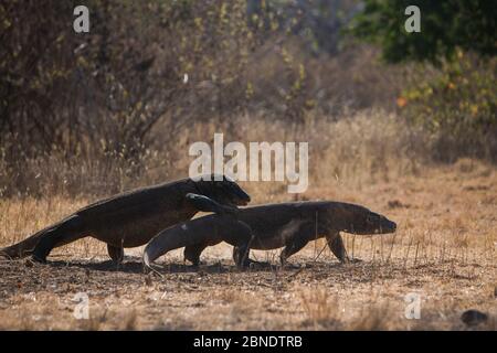 Zwei männliche Komodo-Drachen (Varanus komodoensis) kämpfen in der Brutsaison um ein Weibchen im Komodo Nationalpark, Komodo Island, Indonesien. Anfällige spe Stockfoto