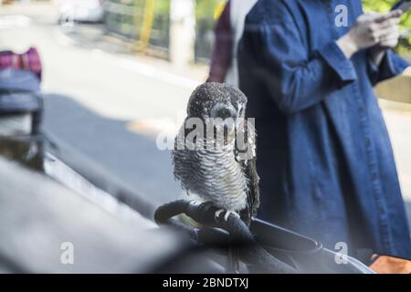 Haustiereule vor dem japanischen Café Stockfoto
