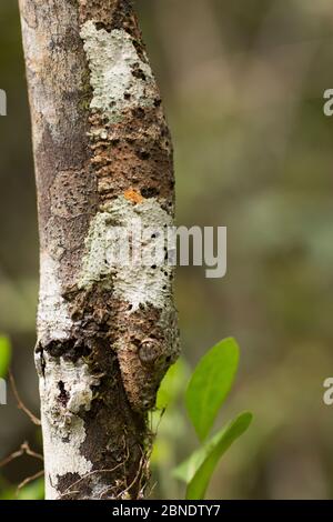 Moosbedeckter Gecko (Uroplatus sikorae), getarnt auf Baumstamm, Andasibe-Mantadia Nationalpark, Alaotra-Mangoro Region, Madagaskar. Stockfoto