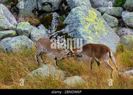 Zwei junge iberische / spanische Steinböcke (Capra pyrenaica) kämpfen, Sierra de Gredos, Avila, Kastilien und Leon, Spanien, September. Stockfoto