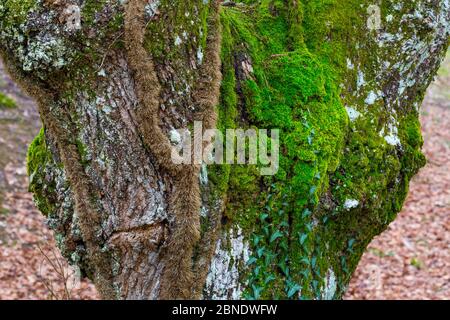 Nahaufnahme von Eiche (Quercus sp) Stamm mit Efeu (Hedera sp) und Moos auf ihm wachsen, Gobia Naturpark, Baskenland, Spanien, März. Stockfoto