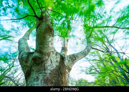 Europäische/gewöhnliche Buche (Fagus sylvatica) im Buchenwald, Sarria, Naturpark Gorbeia, Alava, Baskenland, Spanien, Mai. Stockfoto