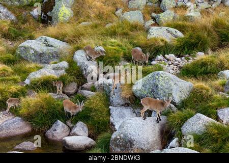 Iberische / spanische Steinböcke (Capra pyrenaica) Gruppe einschließlich Babys auf langem Gras füttern, Sierra de Gredos, Avila, Kastilien und Leon, Spanien, September. Stockfoto