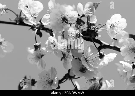 Sonnenstrahlen blühenden Zweig des Obstbaums an sonnigen Tag. Blühende Pflanze aus der Familie der Rosengewächse Rosaceae, Gattung Prunus. Wilde Kirsche. Schwarz-weiße Retro-Tonne Stockfoto