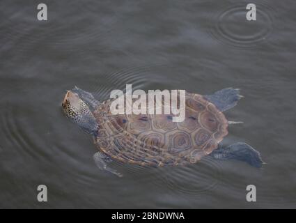 Diamondback Terrapin (Malaclemys Terrapin) Schwimmen im Salzsumpf Kanal, The Glades Wildlife Refuge, New Jersey, USA, Juni. Stockfoto