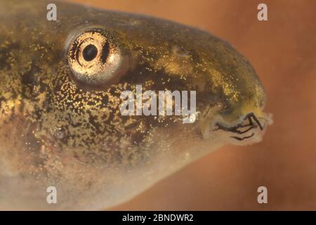 Grauer Baumfrosch-Kaulquappe (Hyla versicolor) Newtown, Pennsylvania, USA, Juni. Stockfoto