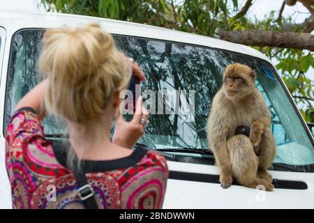 Berbermakaken (Macaca sylvanus), Weibchen mit Säugling, fotografiert von weiblichen Touristen. Gibraltar Nature Reserve, Gibraltar, Touristen, Juni. Stockfoto