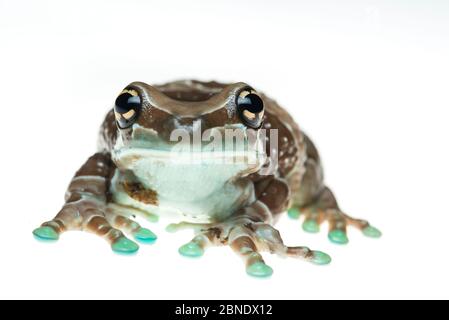 Amazonas Milchfrosch / Mission Goldäugiger Baumfrosch (Phrynohyas resinifictrix) Portrait, gefangen, kommt im Amazonas Regenwald, Südamerika. Stockfoto