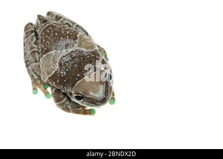 Amazonas Milchfrosch / Mission Goldäugiger Baumfrosch (Phrynohyas resinifictrix) Portrait, gefangen, kommt im Amazonas Regenwald, Südamerika. Stockfoto