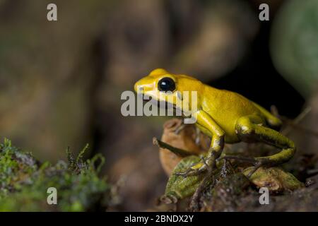 Schwarzbeinige Gift Dart Frosch (Phyllobates bicolor) Profil, gefangen endemisch in Kolumbien. Stockfoto