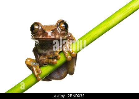 Amani Waldbaumfrosch (Leptopelis vermiculatus) in Gefangenschaft, endemisch in Tansania. Gefährdete Arten. Stockfoto