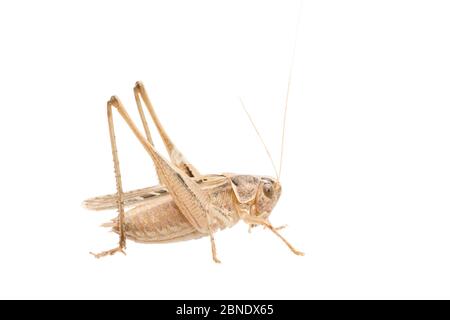 Braungfleckter Busch-Cricket (Tessellana tessellata) männlich, Frankreich, Juli Meetyourneighbors.net Projekt Stockfoto