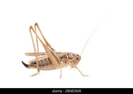 Braungfleckige Busch-Cricket (Tessellana tessellata) weiblich, Frankreich, Juli Meetyourneighbors.net Projekt Stockfoto