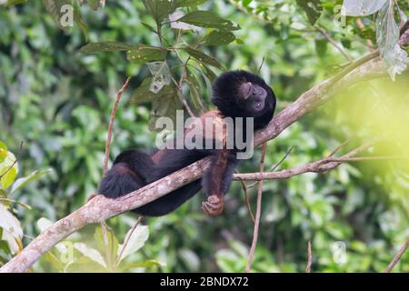 Rothandheullaffe (Alouatta belzebul), der im Baum ruht, Carajas Nationalpark, Amazonas, Brasilien. Stockfoto