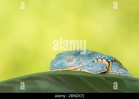 Gefranste Laubfrosch (Cruziohyla craspedopus) gefangen, kommt im Amazonas-Südamerika vor. Stockfoto